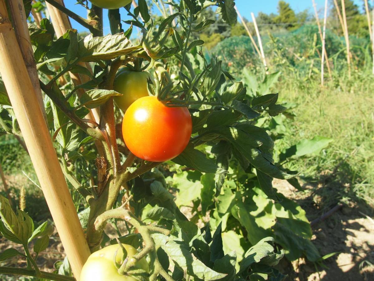 Agriturismo Ardizio 43 Pesaro Dış mekan fotoğraf