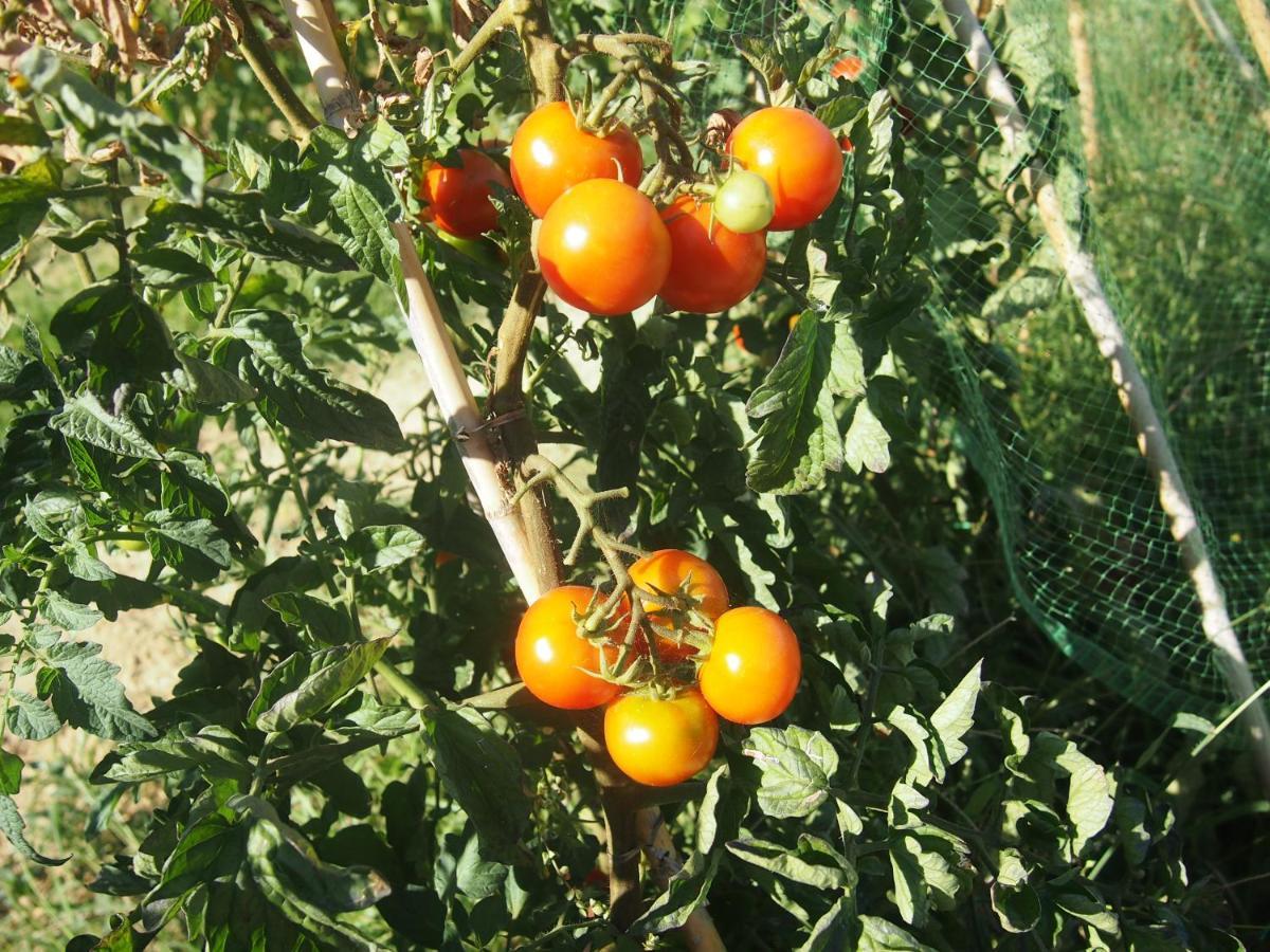 Agriturismo Ardizio 43 Pesaro Dış mekan fotoğraf