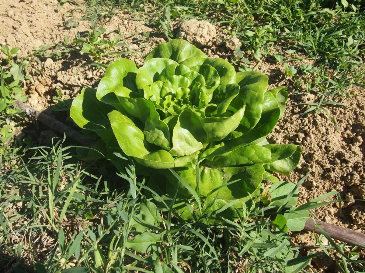 Agriturismo Ardizio 43 Pesaro Dış mekan fotoğraf